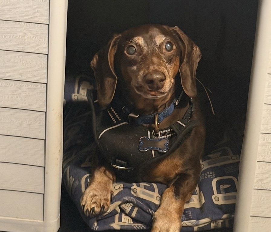 Wooter, Jasmin's dachshund